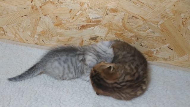 Котенок просит брата поиграть ? Карамелька не хочет и мяукает смотреть онлайн