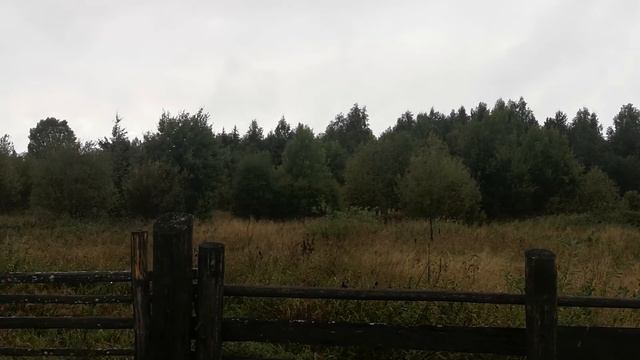 Дары природы на моем участке. смотреть онлайн