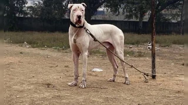 indian mastiff bully kutta (Pakastani bully) world's top fighter dog breed and aggressive dog breed смотреть онлайн