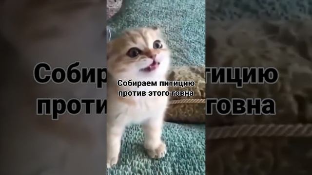 собираем питицию смотреть онлайн