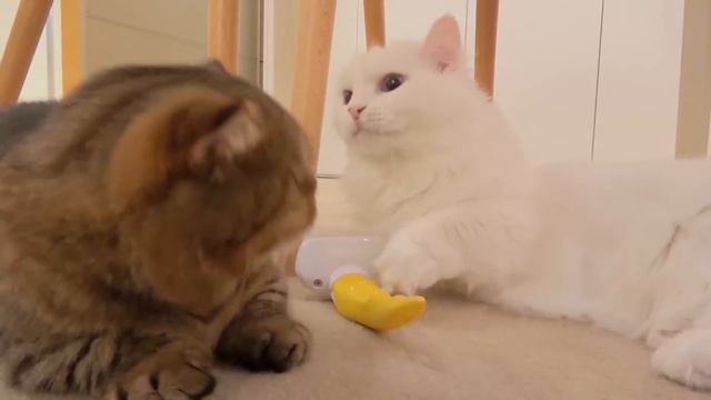 Highlights Of LaLa The Cat | Kittisaurus