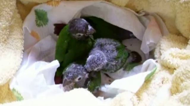 Baby green cheeked conures смотреть онлайн