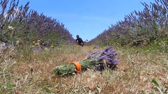 Karaka New Zealand Lavender Farm - Harvesting Lavender, Trying Lavender Ice Cream for the First Tim смотреть онлайн