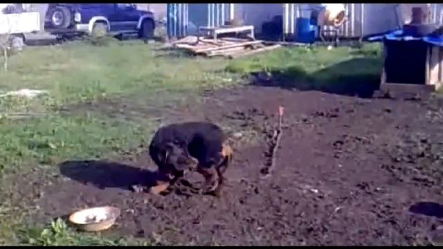 Забавные животные - TANEC MALEN, танец маленьких утят. смотреть онлайн