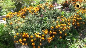 Бархатцы на клумбе и в огороде