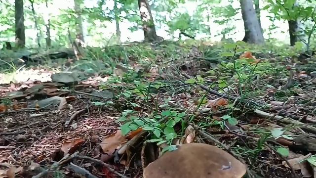 Собираем ГРИБЫ в лесах Польши. Поход за грибами. Как собирать грибы? How to pick mushrooms / ENG SU смотреть онлайн