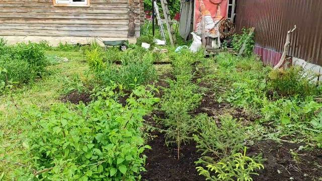 Посадка живой изгороди из ели смотреть онлайн