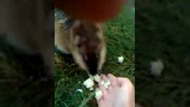 Ондатра)Про уток забыли)) смотреть онлайн