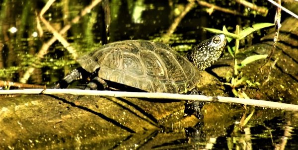 Биосфера. Европейская болотная черепаха. Естественные условия обитания...