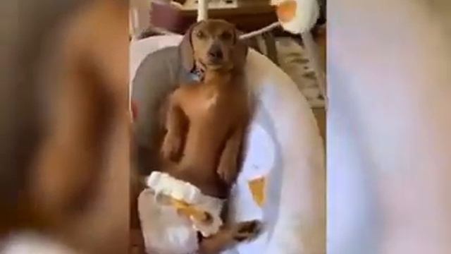 Ржака 2020! Смотреть всем! Смех до слез! Смешное видео про кошек и собак! смотреть онлайн