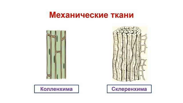 Тема 14. Ткани растений. Лабораторная работа № 4 «Строение эпидермиса листа комнатного растения» смотреть онлайн