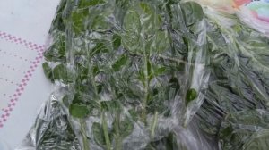 Заготовка рукколы на зиму Сохраняем витамины Harvesting arugula for the winter#food#заготовкиназиму