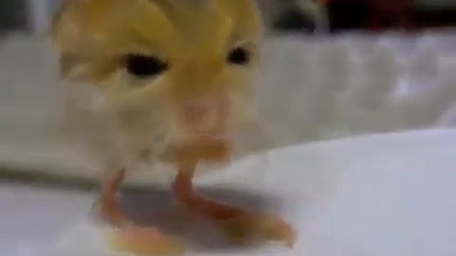 Cute Jerboa / Милый тушканчик смотреть онлайн