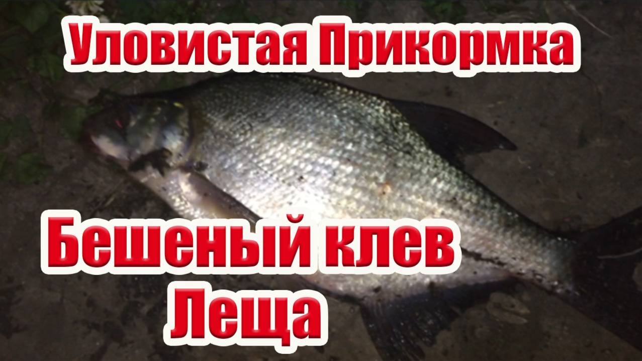 Лещ прет как шальной Уловистая Прикормка своими руками смотреть онлайн
