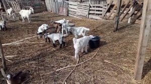 Козлёнка оставлять под козой или нет