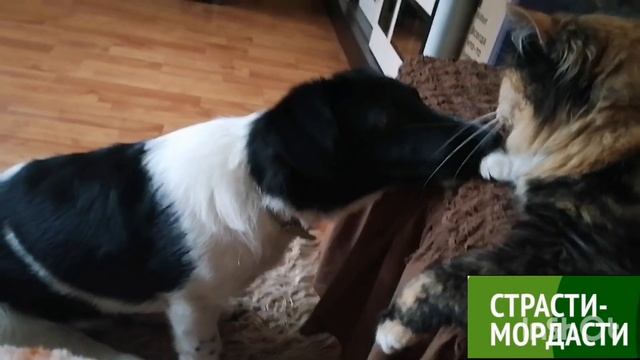 Лелик-Болик на прогулке Ухаживания за Марфой смотреть онлайн
