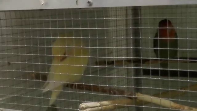 брачное поведение (неразлучники) смотреть онлайн