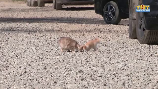 Калинка. Субботник