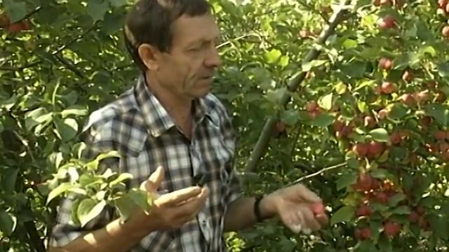 Когда не стоит покупать саженцы смотреть онлайн