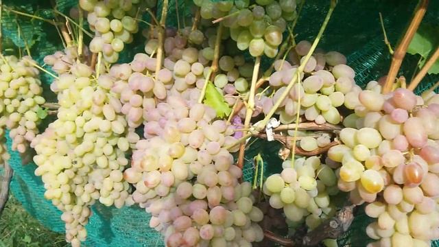 Виноград Водограй 2018г смотреть онлайн