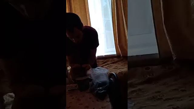 комнатная роза, как посадить?🌱