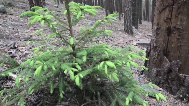 На МОПЕДАХ на УРАЛЬСКИЕ ГОРЫ . Мотопутешествие с Женей Токарем . смотреть онлайн