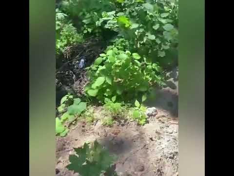 В Раздорах захватывают и вырубают лес под расширение усадеб смотреть онлайн