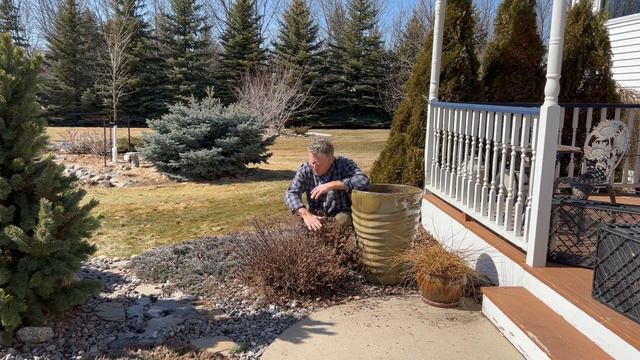 Gold Mound Spirea - Spring Shearing смотреть онлайн