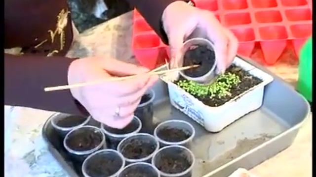 Агрошкола "Как пересаживать петуньи" смотреть онлайн