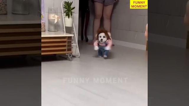 Funny-Animals-Top-50-Viral-Videos-Part-8_366.mp4