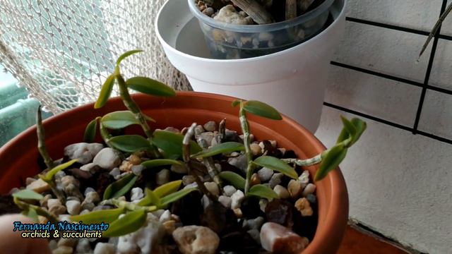 How to care for Dendrobium loddigesii #CareCollab - LEGENDAS em PORTUGUÊS смотреть онлайн