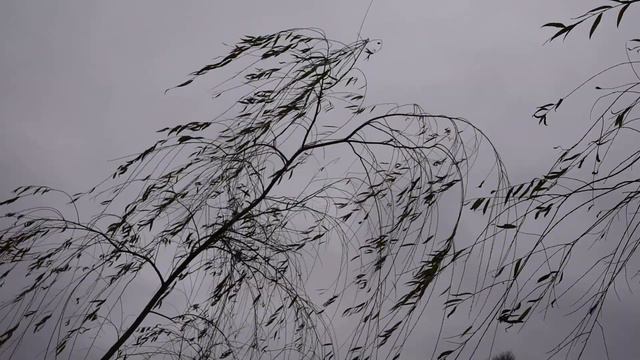 НОЯБРЬСКИЙ ВЕТЕР 3 Футаж смотреть онлайн