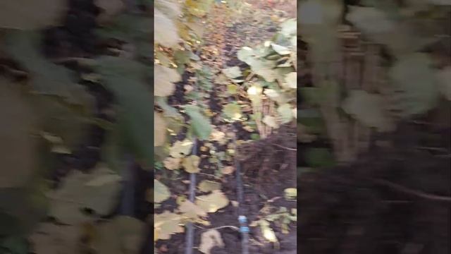 Продолжаем копать саженцы фундука Трапезунд Гигант Галле Трушесса Барселонский Керасунд Черкесский