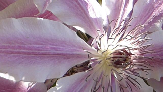 Old Man's Beard - Clematis lanuginosa 'Nelly Moser' - Silkibergsóley - Blómstrandi runnar смотреть онлайн