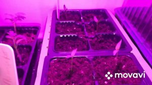 ВЫТЯНУЛАСЬ РАССАДА 🌱 СПАСАЕМ ВСХОДЫ БАКЛАЖАН 🍆!!!! (Эксперимент) 4.03.2020