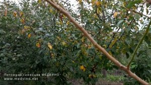 Обрезаем алычу 2-х лет
