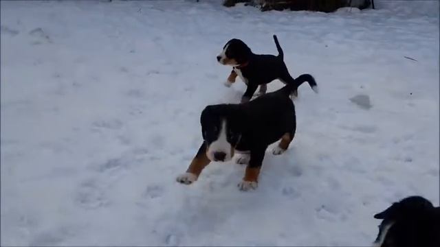 Щенки энтлебухер зенненхунда, Entlebucher puppies смотреть онлайн