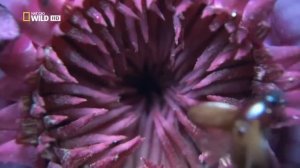 Джунгли Южной Америки. Дикая Природа