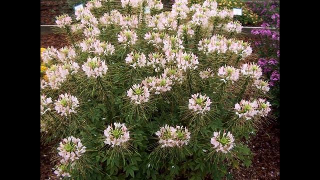 КЛЕОМА (CLEOME) сем. Крестоцветные смотреть онлайн