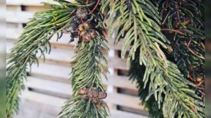 Щитовка в Вашем саду и Методы борьбы сней.