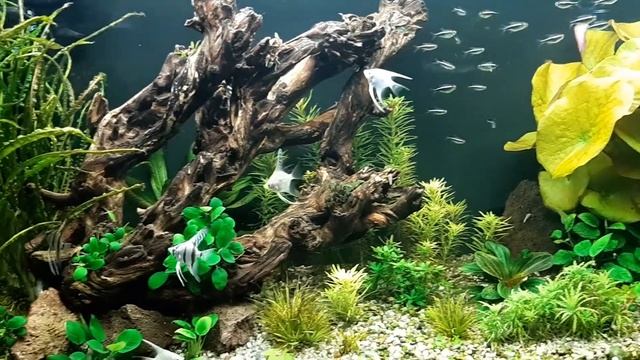 Аквариум 300л . Звершение опыта по применению УДО унифлор аква-7 10.02.19. смотреть онлайн