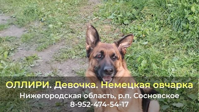 Пропала собака ! ОЛЛИРИ , Немецкая овчарка , Нижегородская область , р.п. Сосновское смотреть онлайн