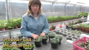 Изящный водопад дихондры: мой опыт выращивания из семян