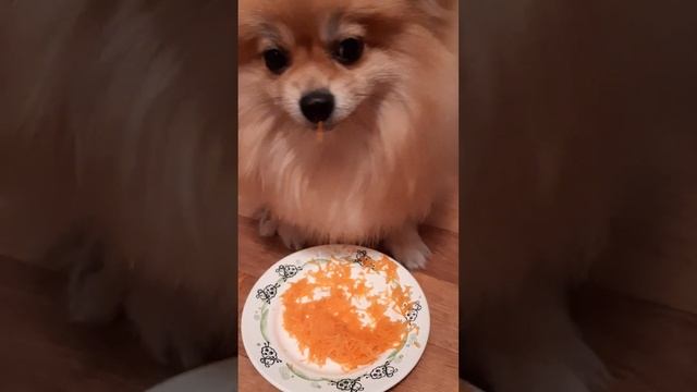 Леди кушает морковочку смотреть онлайн