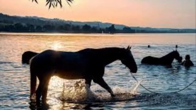Лошадь Энциклопедия животных смотреть онлайн