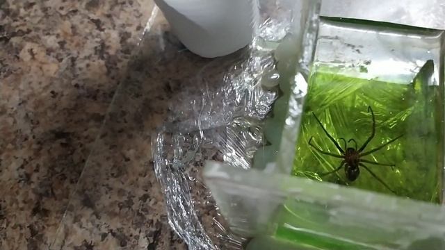 Паук и жук в эпоксидной смоле. смотреть онлайн