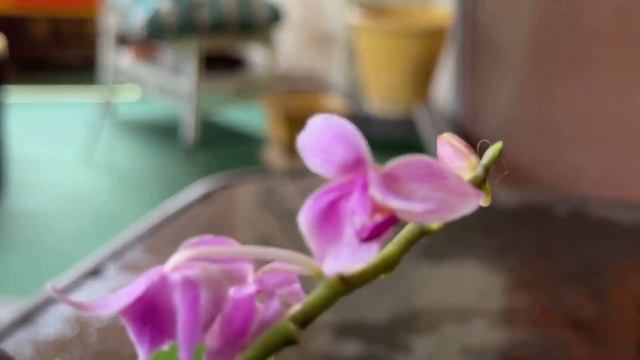 THE ONLY PHALAENOPSIS TO OWN ANOTHER BIG THANKS TO NAOMI CRAMER AN AH HAH ORCHID MOMENT смотреть онлайн