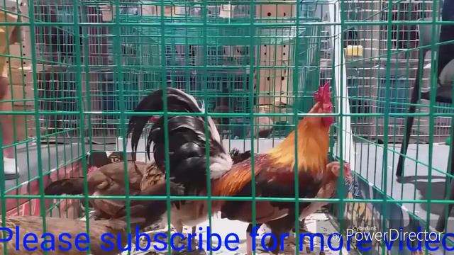 2019 WORLD GAMEFOWL EXPO (Day 1 Part 6) смотреть онлайн