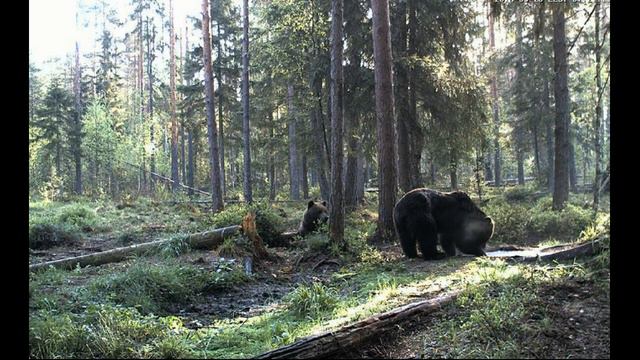 Медведи завтракают смотреть онлайн