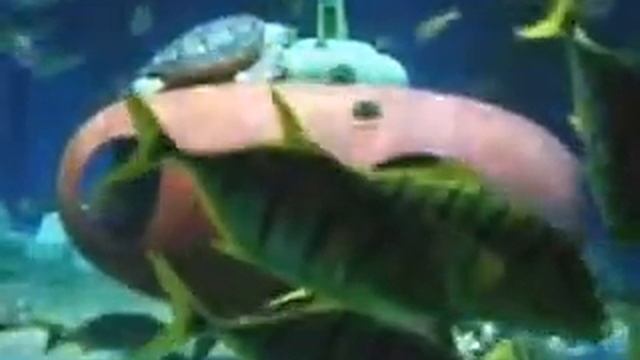 Полосатые рыбы с желтыми плавниками смотреть онлайн